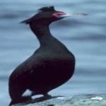 image of bird