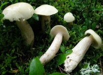image of mushrooms