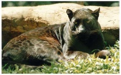 image of jaguar_car