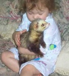 image of black_footed_ferret