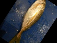 image of fish