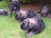 image of bouvier_des_flandres