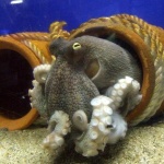 image of octopus