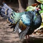 image of ocellated_turkey #10