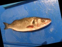 image of fish