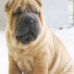 image of shar_pei #12