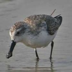 image of bird