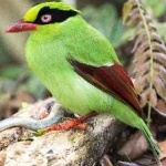 image of bird