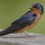 image of bird