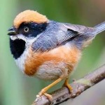 image of bird