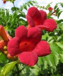 image of flower