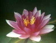 image of water_lilly