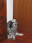 image of english_setter