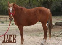 image of sorrel