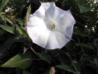 image of flower