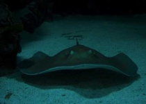 image of stingray