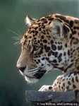 image of jaguar_car