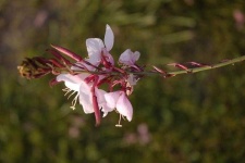 image of flower