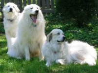 image of great_pyrenees