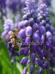 image of grape_hyacinth #5