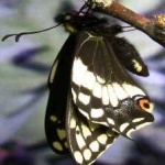 image of animal