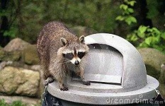 image of animal