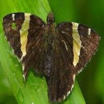 image of banded_butterfly #73