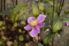 image of flower