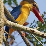 image of bird