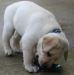 image of labrador_retriever #1