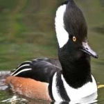 image of bird