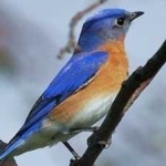 image of bird