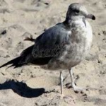 image of bird
