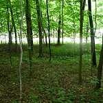 image of forest