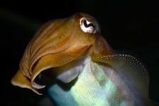 image of animal