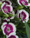 image of flower