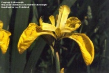 image of yellow_iris #13