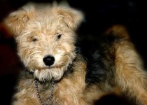 image of lakeland_terrier