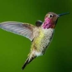 image of bird