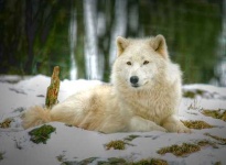 image of white_wolf #16