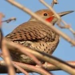 image of bird
