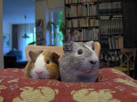 image of guinea_pig