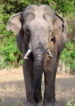 image of tusker