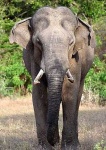 image of tusker #18