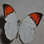 image of animal