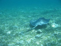 image of stingray