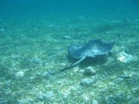 image of stingray #22