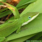 image of american_chameleon #19