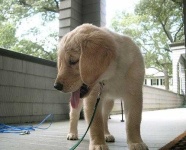 image of golden_retriever