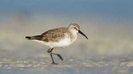 image of sandpiper #11